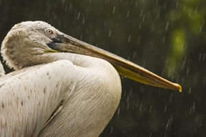 Pelican_in_the_rain